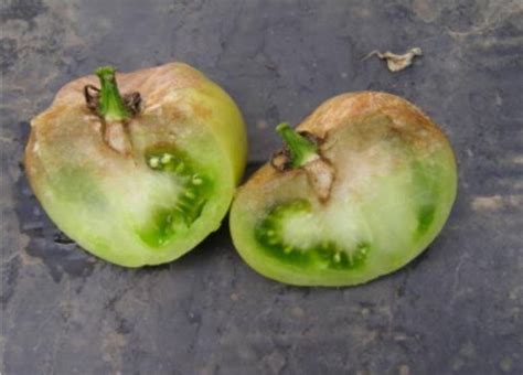 Image result for Vegetative Pathogens