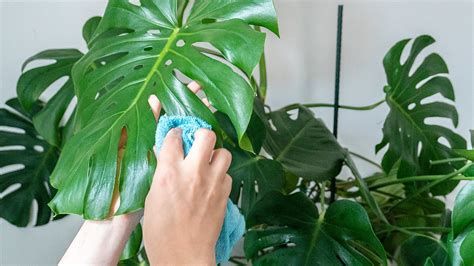 5 tips for maintaining artificial plants