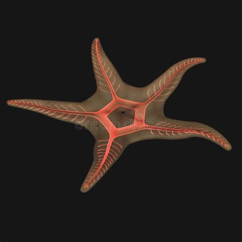 Echinoderms Examples 的图像结果