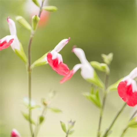15 Salvia Companion Plants (Best Flowers To Grow With Salvia) - Green ...