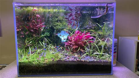 Office 30 Gallon High Tech Planted Tank | The Planted Tank Forum