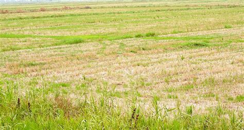 How an unprecedented drought has dealt Kerala’s Kole farmers a double blow