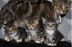 kitten for sale bengal kittens for sale tamworth staffordshire kitten for sale bengal kittens for sale tamworth staffordshire