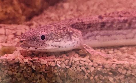 Leopard Bichir – Splashy Fin Aquarium Bengaluru