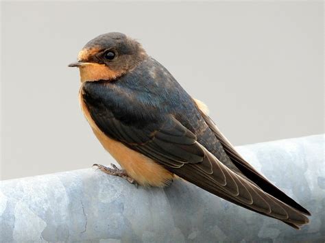 swallow bird: barn swallow identification – LKEWUX