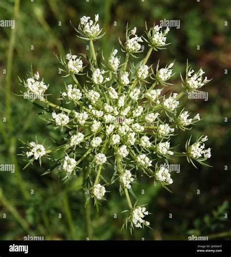Flower Carrot wild or common is a herbaceous plant, family Umbelliferae ...