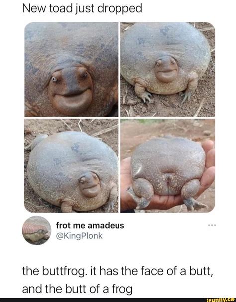 Buttfrog memes. Best Collection of funny Buttfrog pictures on iFunny