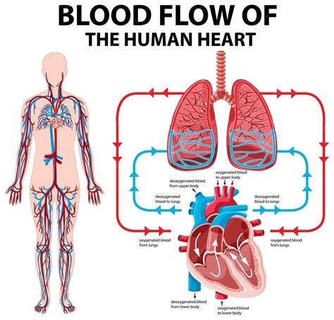 The Human Heart Diagram