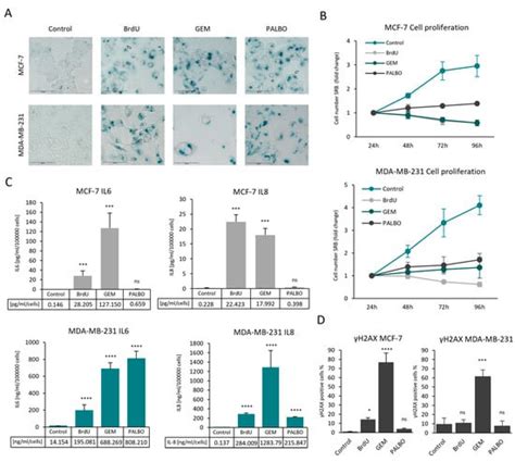 In Vitro Investigation of Therapy-Induced Senescence and Senescence ...