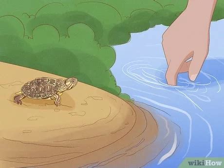 Image result for How to Catch Turtles