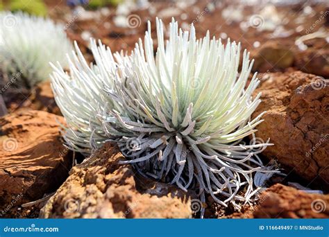 Haleakala Silversword, Highly Endangered Flowering Plant Endemic To the Island of Maui, Hawaii ...