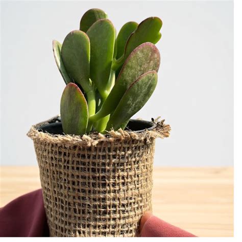 Buy Crassula Jade plant | Good Luck Succulent Plant – Plant Orbit