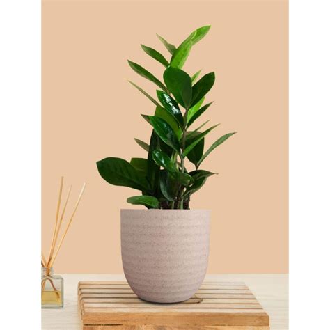 Buy Greenkin ZZ Indoor Zamia Plant with Cream Eco Pot Online
