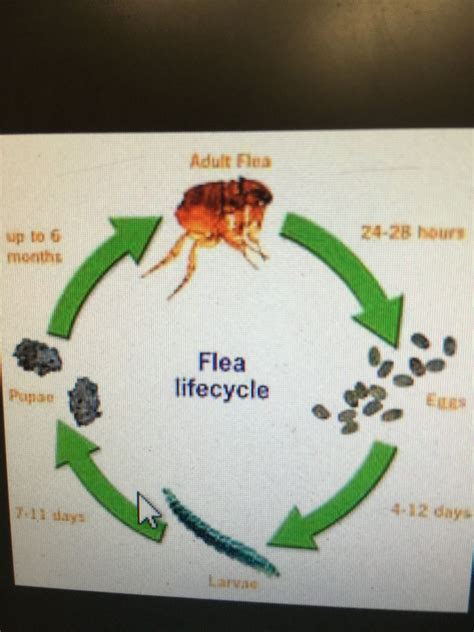 Life Cycle of Flea | Fleas, Life cycles, 7 11 day