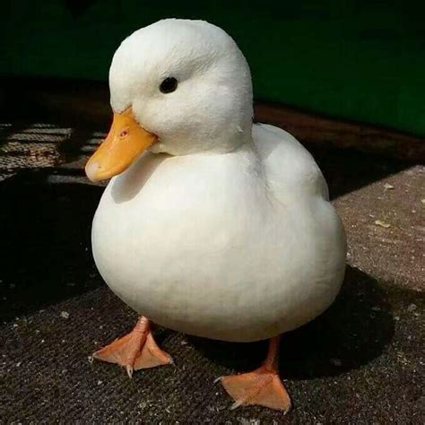 Image result for Duck Number Code in Python Using Count