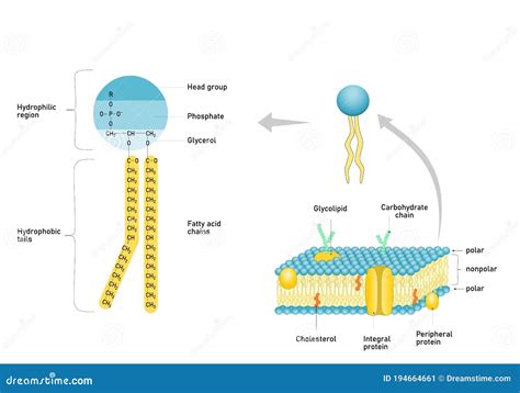 Phospholipids Structure