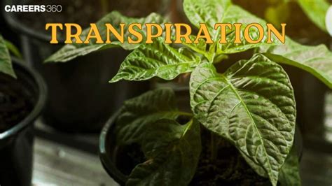Transpiration- Definition, Types, Factors & Mechanism