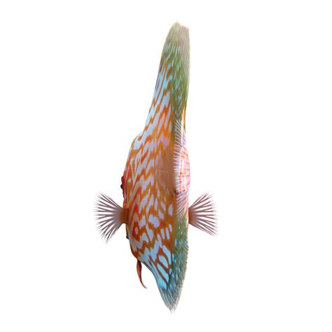 3D Symphysodon Fish Pose 2 model | 3D Molier International