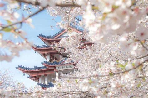 武汉大学樱花初绽 盛花期未至游人已如织-大河网