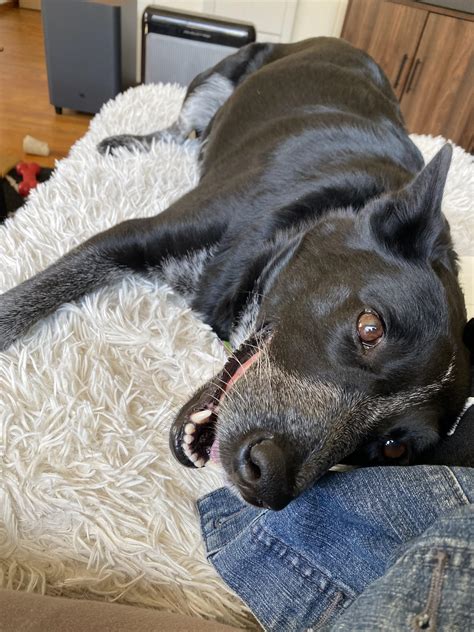 Possible border heeler adopted three months ago. : r/borderheeler