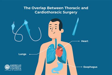 Thoracic Surgeon vs Cardiothoracic Surgeon: Key Differences - American ...