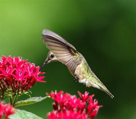 22 Jaw-Dropping Hummingbird Facts - Birds and Blooms