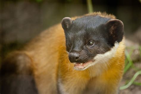 Yellow Throated Marten : mustelids