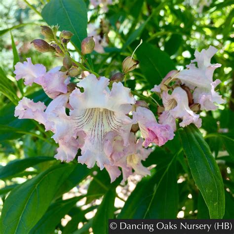 x Chitalpa tashkentensis 'Pink Dawn', Chitalpa – Dancing Oaks Nursery ...
