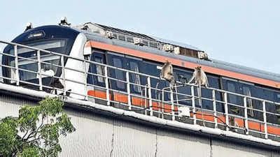 Monkey business getting serious | Ahmedabad News - Times of India