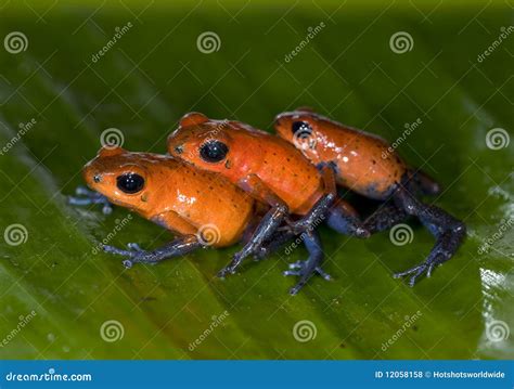 Poison Dart Frogs, Blue Jeans or Strawberry Stock Photo - Image of face ...