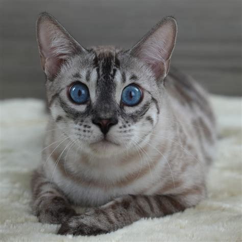 Snow Bengal Kittens: Lynx, Mink & Sepia | Expert MN Breeder