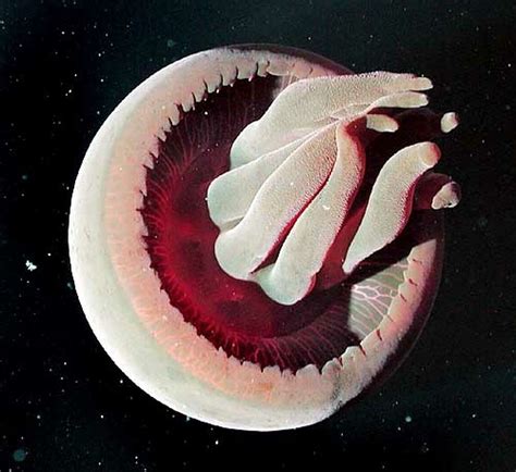 MYSTERIES OF THE ANIMAL WORLD / NEW JELLYFISH: Big Red has cluster of ...