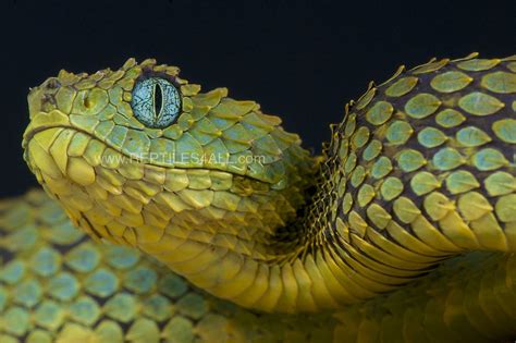 Rare Blue Eyed Bush Viper in Central Africa