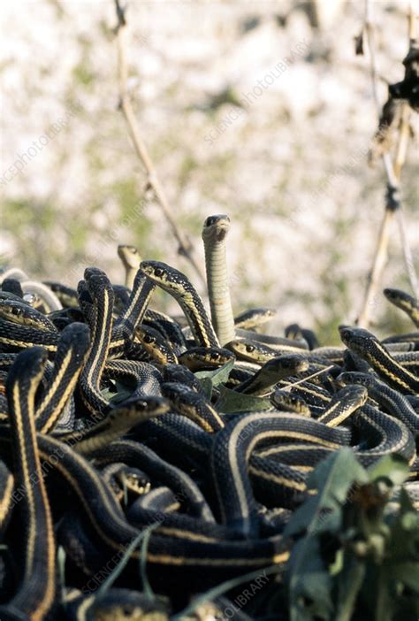 Python Snakes Mating 的图像结果