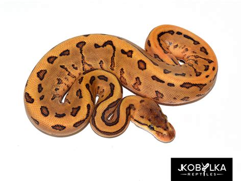 Image result for Leopard Freeway Ball Python