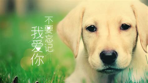 电视剧《神犬小七》 MV logo|平面|字体/字形|亿和YOOHOO - 原创作品 - 站酷 (ZCOOL)