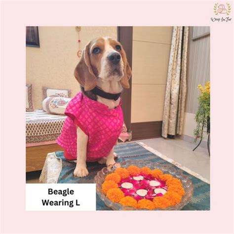 Shop Festive and Wedding Dog Jacket Sherwani Online ₹899 – Wrapinfur