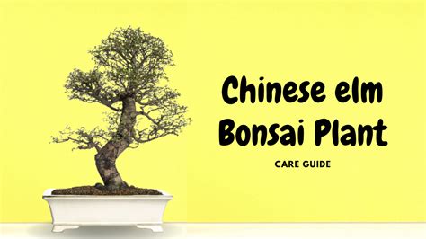 Chinese Elm Bonsai Plant Care Guide – Abana Homes