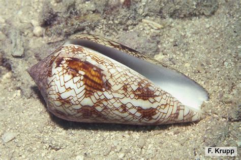Image result for Conus Textile Shell