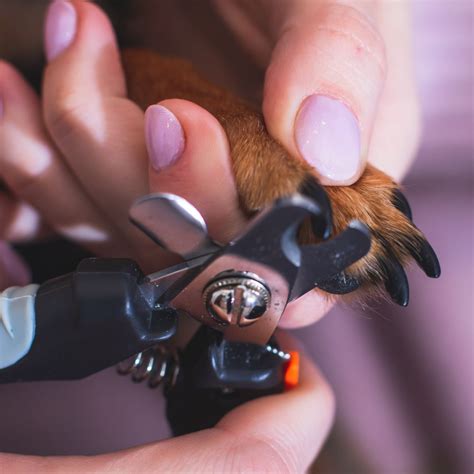 How to Safely Trim Your Dog's Nails - Call Today - All Dog Adventures