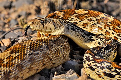 Image result for Gopherhawk Snake Probe
