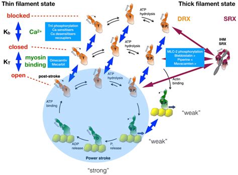 Image result for Crossbridge Cycle Model