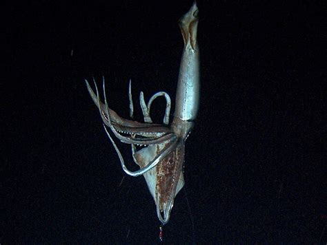 2PzNaPpod: the first photo of an alive giant squid in its natural deep ...