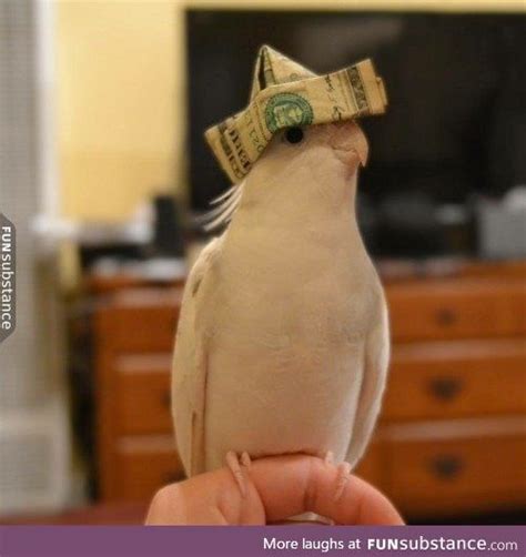 bird on money meaning