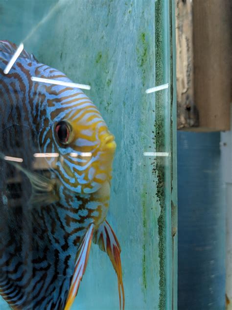 Image result for Turquoise Discus Fish