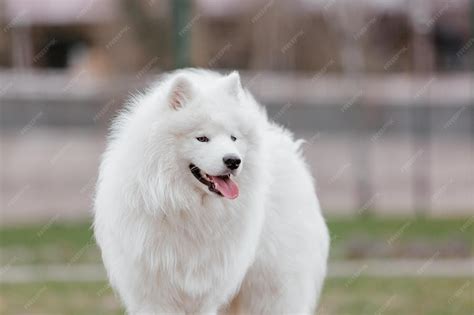 Big White Fluffy Dog