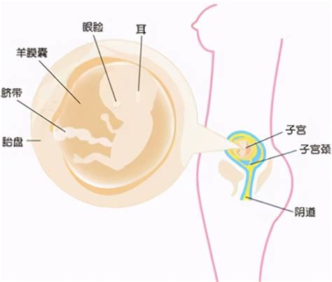 什么是NT？NT增厚怎么办？孕妈妈快看~ | 新闻资讯 | 广州爱博恩医疗集团有限公司