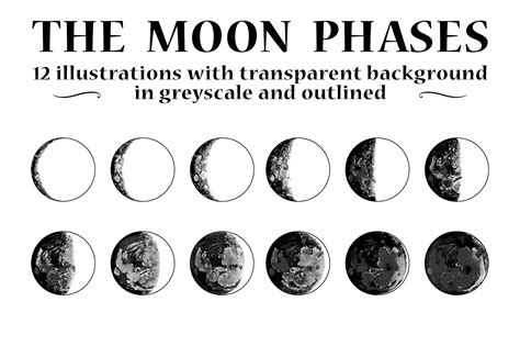 Vector Moon Phases Illustrations | Moon phases art, Moon phases, Illustration