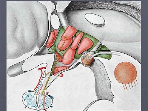 Image result for Thyroid Disease Classification Using Meachine Learning Algorithms