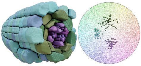 Color Jitter Procreate 的图像结果